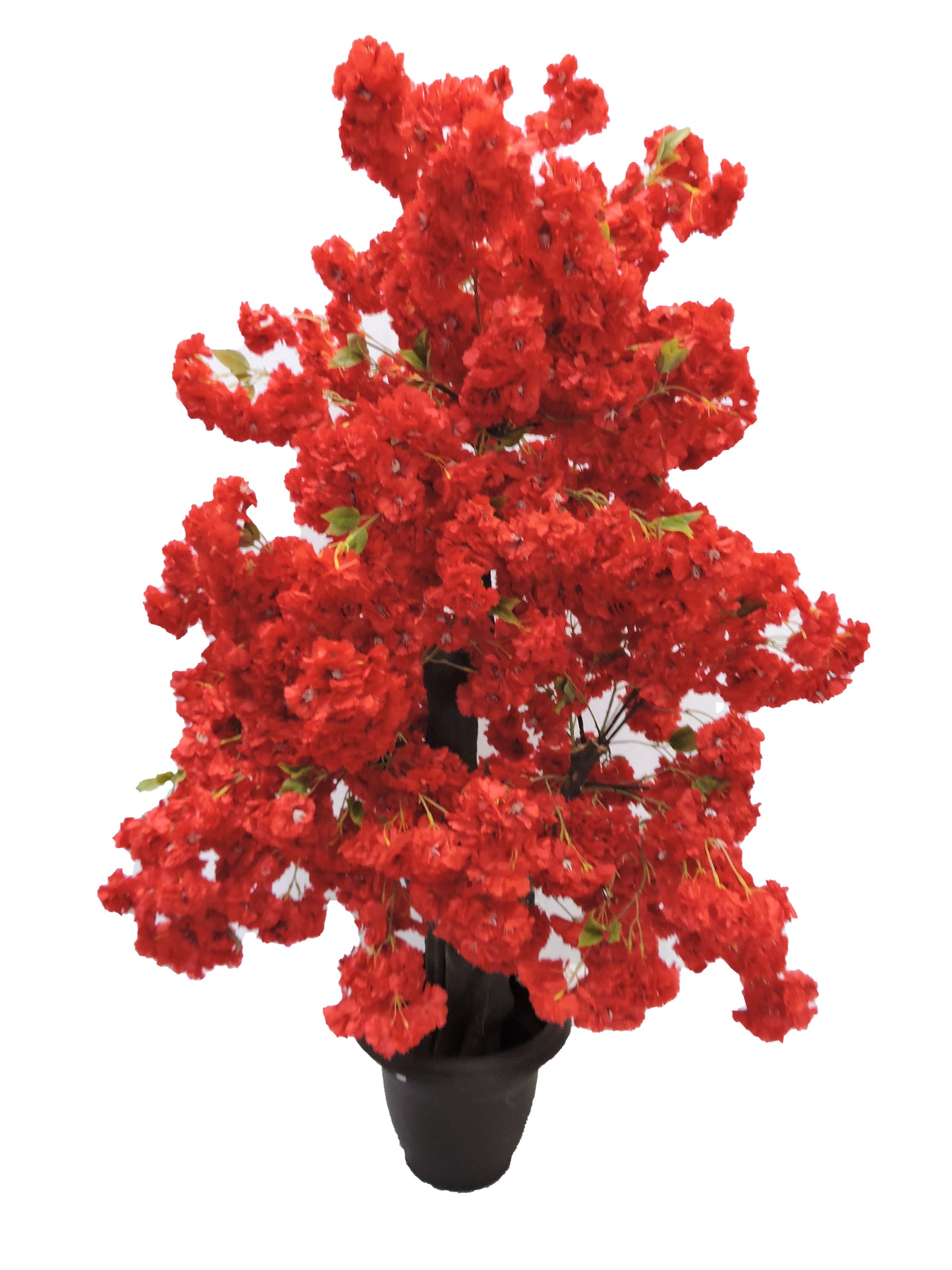 Arbol Arce Rojo